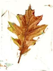 Autumn Leaf Study II | Obraz na stenu