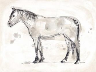Vintage Equine Sketch I | Obraz na stenu