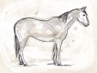 Vintage Equine Sketch II | Obraz na stenu