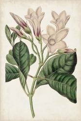 Antique Botanical Collection IX | Obraz na stenu