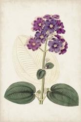 Antique Botanical Collection V | Obraz na stenu