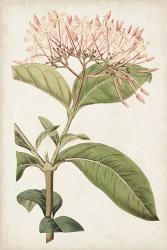 Antique Botanical Collection VI | Obraz na stenu