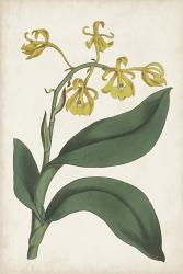 Antique Botanical Collection X | Obraz na stenu