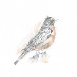 Robin Bird Sketch I | Obraz na stenu