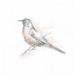 Robin Bird Sketch II | Obraz na stenu