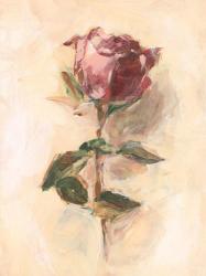 Painterly Rose Study I | Obraz na stenu