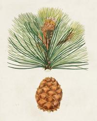 Antique Pine Cones II | Obraz na stenu