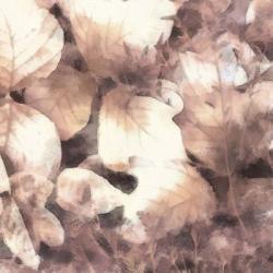 Blush Shaded Leaves IV | Obraz na stenu
