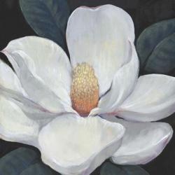 Blooming Magnolia I | Obraz na stenu