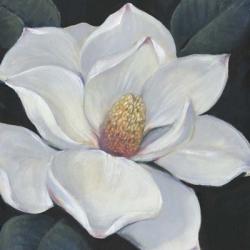 Blooming Magnolia II | Obraz na stenu