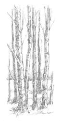 Birch Tree Sketch I | Obraz na stenu