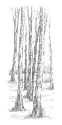 Birch Tree Sketch II | Obraz na stenu