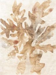 Parchment Coral IV | Obraz na stenu