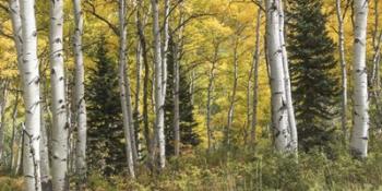Aspen Panorama | Obraz na stenu