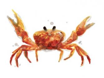 Crab Cameo II | Obraz na stenu