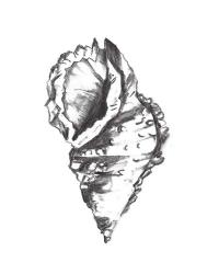 Seashell Study I | Obraz na stenu