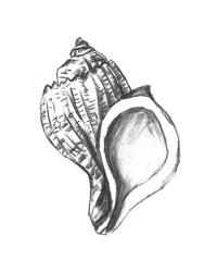 Seashell Study II | Obraz na stenu