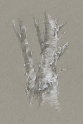 Chalk Birch Study I | Obraz na stenu