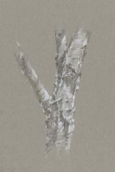 Chalk Birch Study II | Obraz na stenu