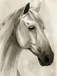 Freckled Pony II | Obraz na stenu