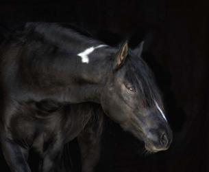 Equine Portrait IV | Obraz na stenu