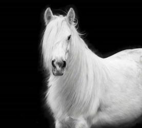 Equine Portrait V | Obraz na stenu
