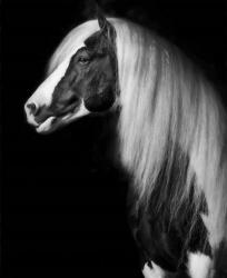 Equine Portrait VII | Obraz na stenu