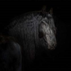 Equine Portrait X | Obraz na stenu