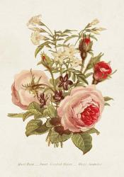 Antique Floral Bouquet III | Obraz na stenu