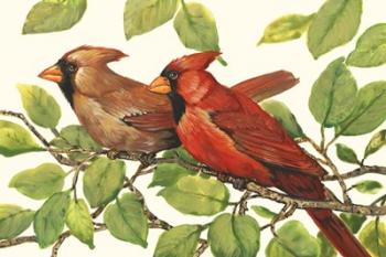 Cardinals | Obraz na stenu