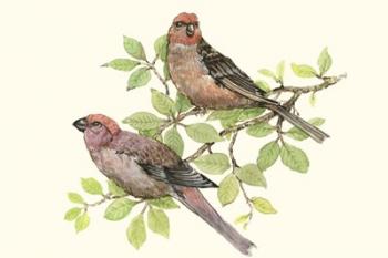 Song Birds II | Obraz na stenu
