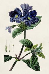 Antique Floral Folio IV | Obraz na stenu