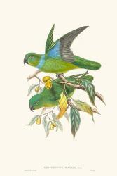 Lime & Cerulean Parrots II | Obraz na stenu