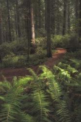 Fern Lined Path | Obraz na stenu