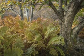 Autumn Ferns | Obraz na stenu