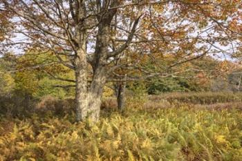 Maple and Ferns | Obraz na stenu