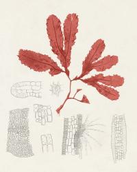 Vintage Coral Study II | Obraz na stenu