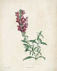 Traditional Botanical I | Obraz na stenu