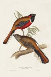 Elegant Trogons IV | Obraz na stenu