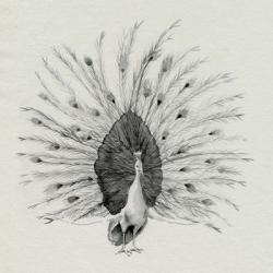 Ebony Plumed Peacock I | Obraz na stenu