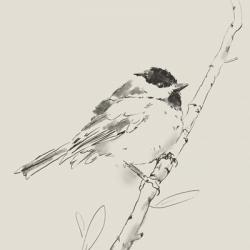 Black Capped Chickadee I | Obraz na stenu