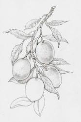 Fruit-Bearing Branch I | Obraz na stenu