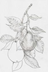 Fruit-Bearing Branch III | Obraz na stenu