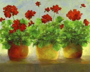 Geraniums III | Obraz na stenu