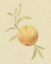 Dappled Oranges IV | Obraz na stenu