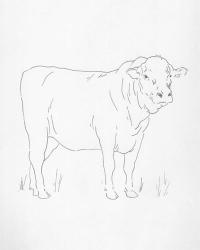 Limousin Cattle I | Obraz na stenu