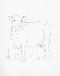 Limousin Cattle II | Obraz na stenu