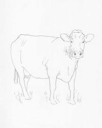 Limousin Cattle III | Obraz na stenu