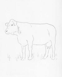 Limousin Cattle IV | Obraz na stenu