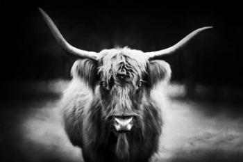 Photography Study Highland Cattle | Obraz na stenu